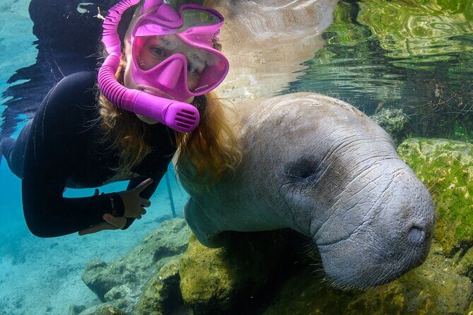 Semi-Private Crystal River Manatee Swim Tour - In-Depth Review of the Tour Experience
