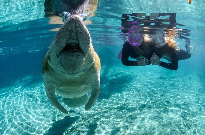 Semi-Private Crystal River Manatee Swim Tour - FAQ