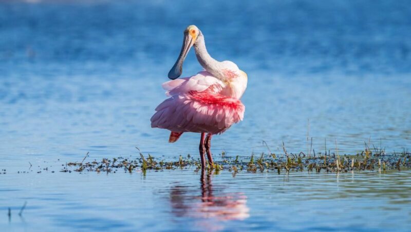 Semi-Private Everglades Tour from Miami Or Fort Lauderdale - A Closer Look at the Experience