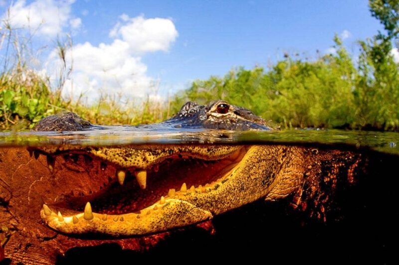 Semi-Private Everglades Tour from Miami Or Fort Lauderdale - Why This Tour Might Be Perfect for You