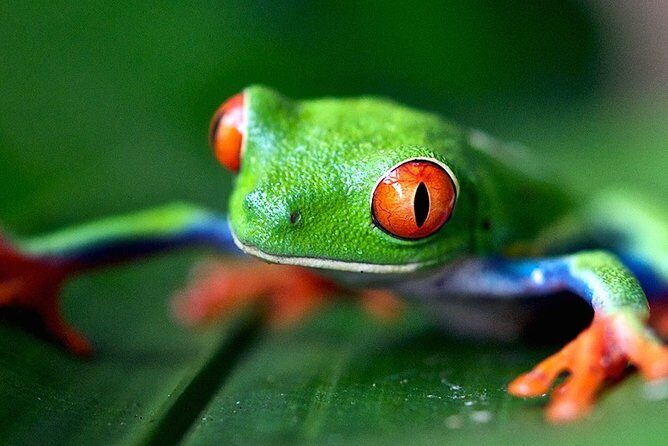 Semi Private La Paz Waterfall Gardens & Safari in Sarapiqui River from San Jose - Final Thoughts: Who Is This Tour Best For?