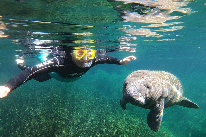 Semi-Private Manatee snorkeling with In Water Guide - Quick Overview of the Manatee Snorkel Tour