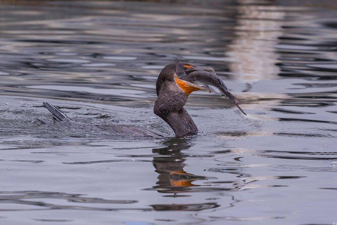 Semi-Private Manatee snorkeling with In Water Guide - Key Points