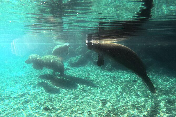 Semi Private Manatee Swim Tour - FAQ - Frequently Asked Questions
