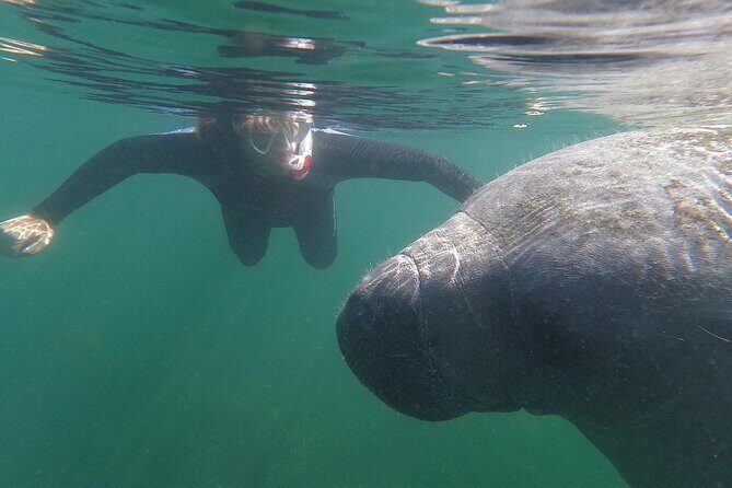 Semi-Private Manatee Swim Tour With In-Water Guide/Photographer - Crystal River’s Manatee Swim: An Up-Close Encounter with Nature’s Gentle Giants
