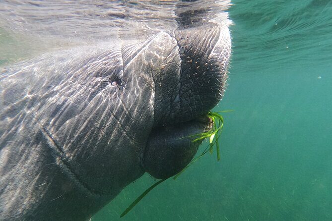 Semi-Private Manatee Swim Tour With In-Water Guide/Photographer - Key Points