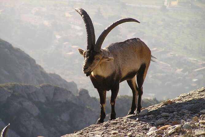 Semi-Private Montserrat Monastery, Funicular & Scenic Nature Walk - FAQ