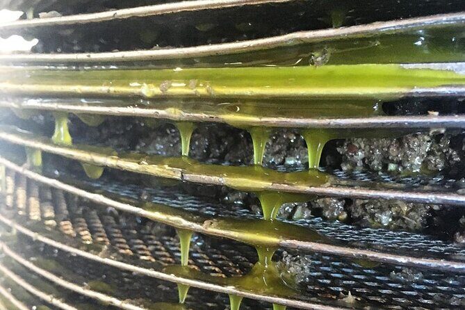 Semi- Private Olive Grove and Dragon Fruit Farm with Tastings - Who Should Consider This Tour?