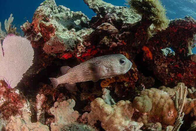 Semi Private Snorkeling Tour in Isla Mujeres - A Deeper Look at the Tour Experience