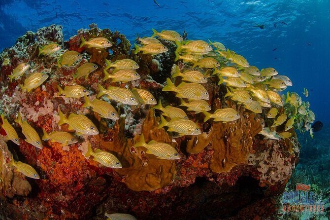 Semi Private Snorkeling Tour in Isla Mujeres - FAQs