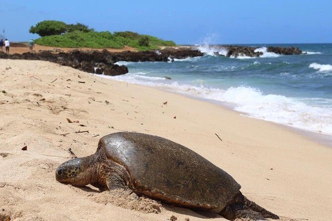 Semi-Private Surf Lesson - The Authentic Hawaiian Touch