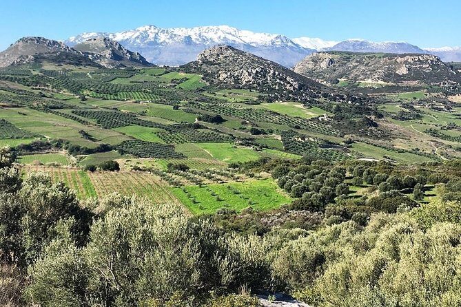 Semi Private Wine and Olive Oil tour (Transfer & Lunch Incl.) - Who Will Love This Tour?