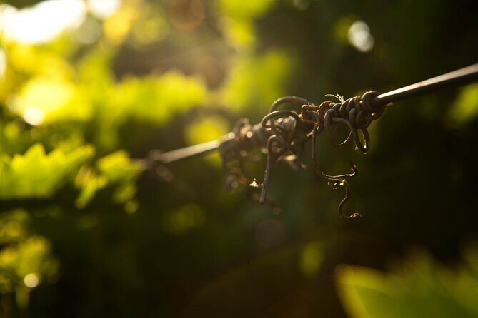 Semi Private Wine Tour of 2 wineries with Transfer and Lunch - In-Depth Review of the Crete Wine Tour