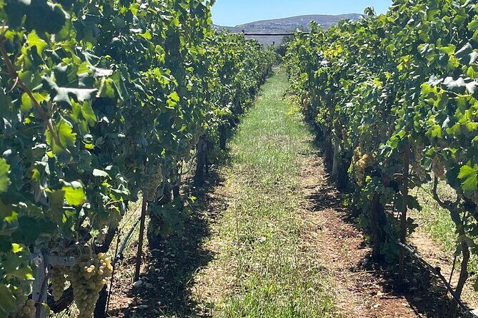 Semi-Private Wine Tour of 2 wineries with wine Tastings - Why This Tour Works Well for You