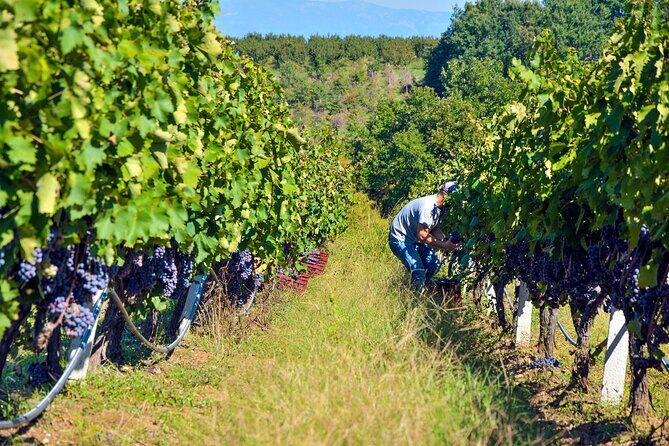 Semi-Private Wine Tour of 2 wineries with wine Tastings - Final Thoughts