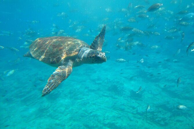 Semi-Submarine Tour from Agios Nikolaos - Key Points