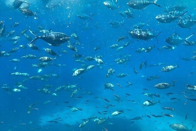 Semi-Submarine Tour from Agios Nikolaos - The Sum Up