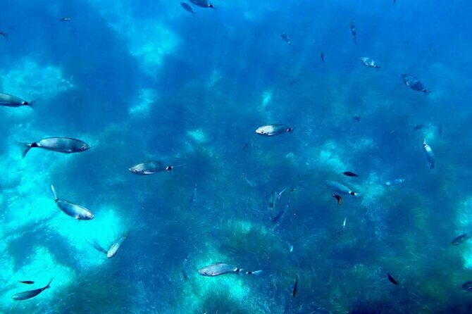 Semi-submarine: visit to the seabed of Porto Bay - Practical Details & Recommendations