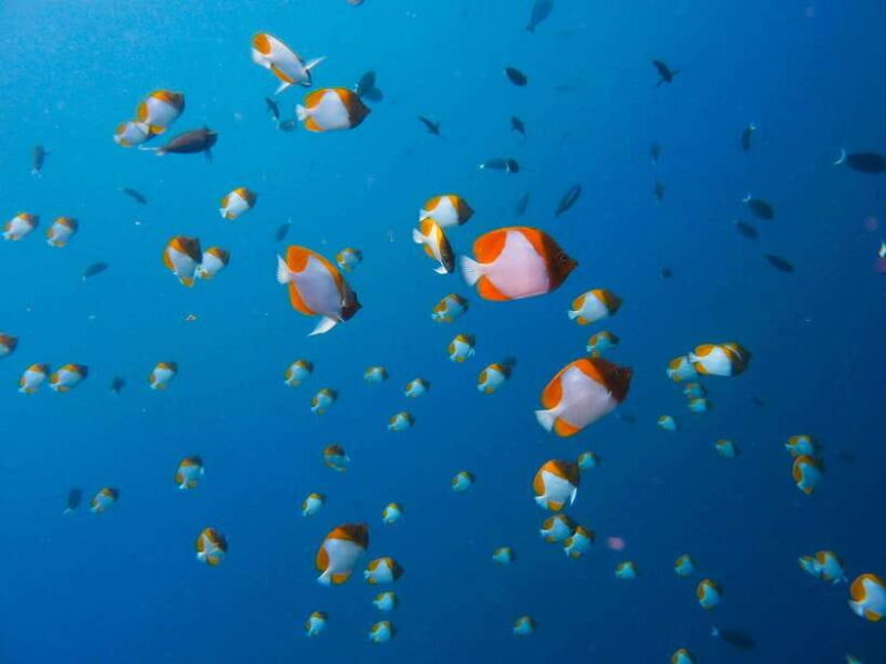 Semporna: Bohey 3 Islands Hike, Snorkel/Dive Tour with Lunch - FAQ