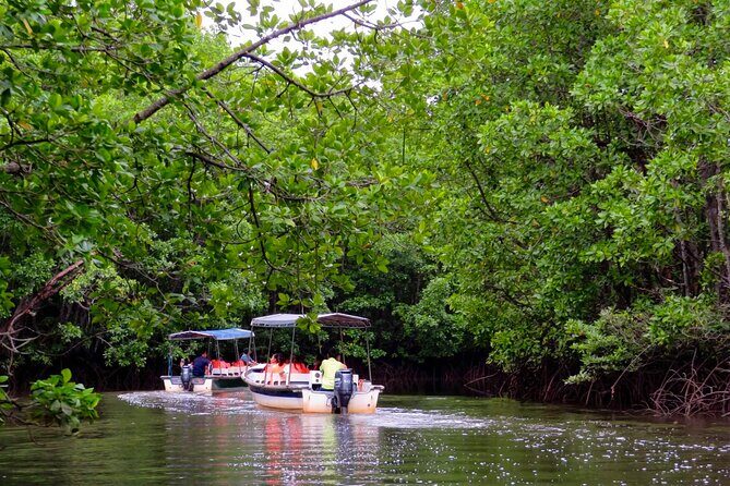 Semporna : Mangrove Cruise, Fireflies, Transfer & Dinner - Key Points