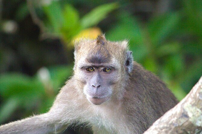 Semporna : Mangrove Cruise, Fireflies, Transfer & Dinner - What the Experience Means for You