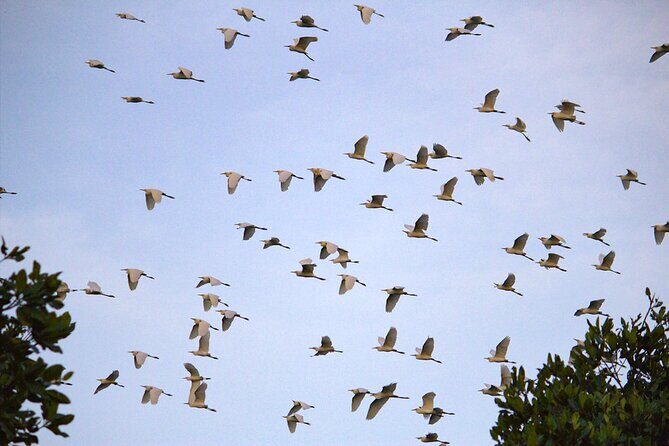 Semporna : Mangrove Cruise, Fireflies, Transfer & Dinner - Who Will Love This Tour?