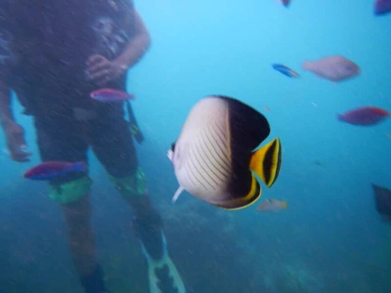 Semporna: Underwater Seawalking with Photography & Transfer - Who Should Consider This Tour?