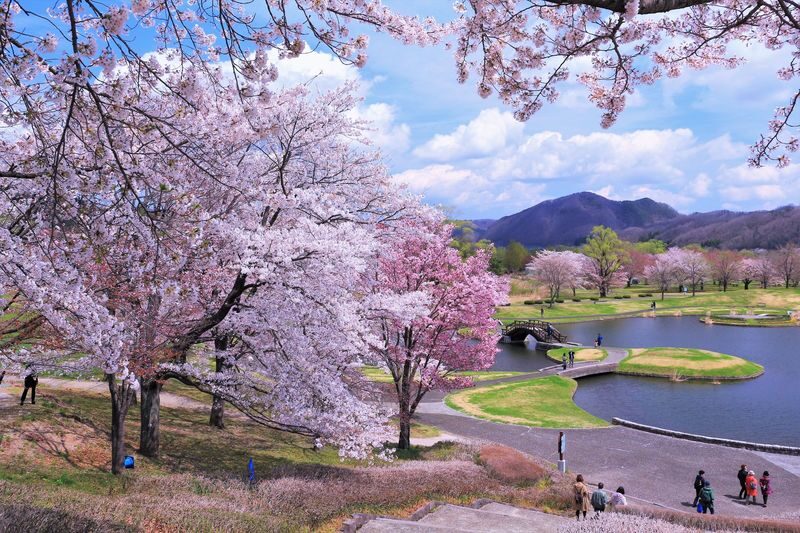 Sendai | Cherry Blossom Season Limited Private Chartered Day Tour | Customizable Itinerary - Cherry blossoms at Ogawara, with Zao as a possible partner