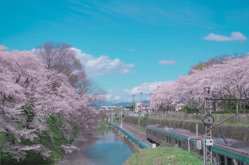 Sendai | Cherry Blossom Season Limited Private Chartered Day Tour | Customizable Itinerary - A driver, not a tour guide