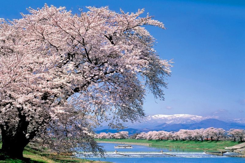 Sendai | Cherry Blossom Season Limited Private Chartered Day Tour | Customizable Itinerary - Vehicle space, children, and luggage