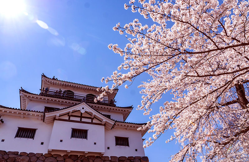 Sendai | Cherry Blossom Season Limited Private Chartered Day Tour | Customizable Itinerary - What the price covers, and what it does not