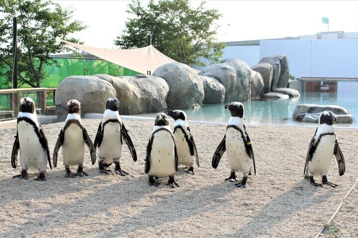 Sendai Umino-Mori Aquarium Ticket - Start with the main tank, then take your time