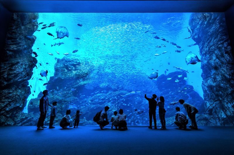Sendai Umino-Mori Aquarium Ticket - Time your visit around the performances