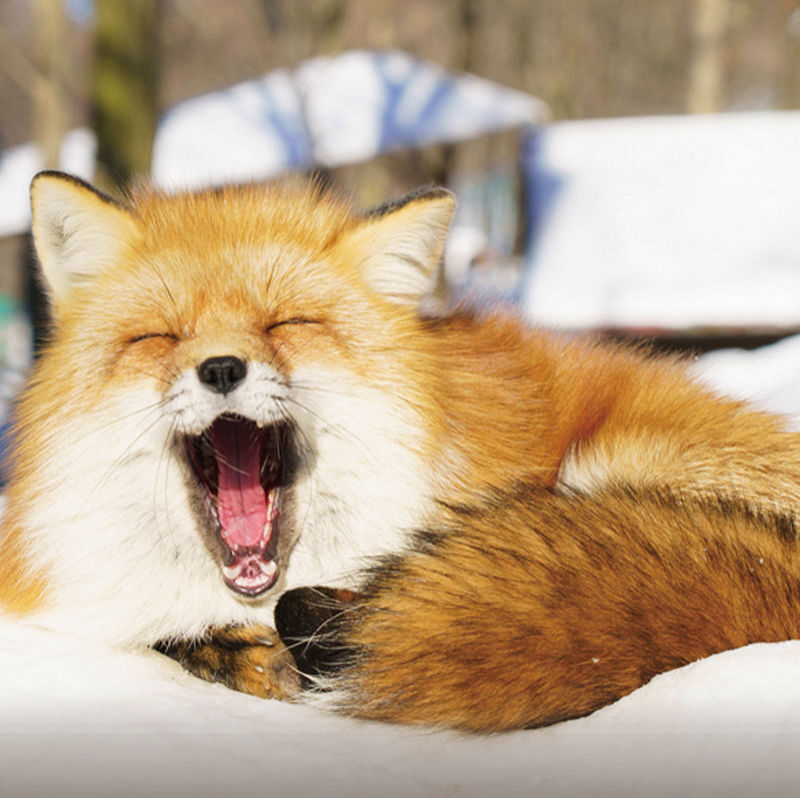 Sendai Zao Fox Village & Snow Monsters Full-Day Guided Tour - Is $124.85 good value?