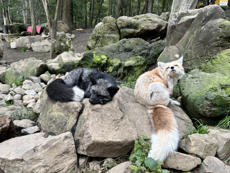 Sendai Zao Fox Village & Snow Monsters Full-Day Guided Tour - Booking details to check
