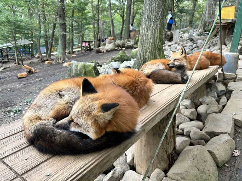 Sendai Zao Fox Village & Snow Monsters Full-Day Guided Tour - Should you book this Sendai day trip?
