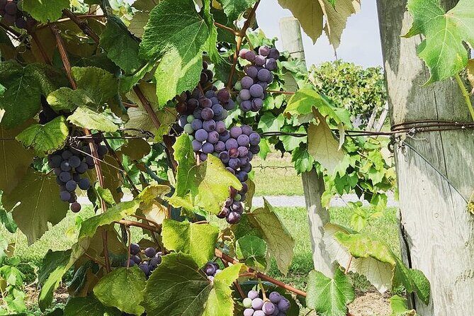 Seneca Lake South Wine Tastings Tour - Final Thoughts: Is It Worth It?