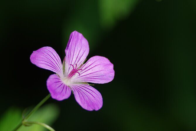 Senjogahara Nature Guide Tour in Nikko - Key Points