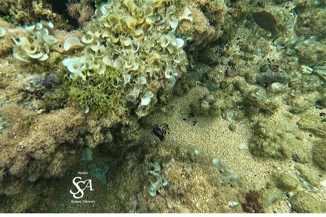 Sensational Sea Scooter Rentals - Final Thoughts