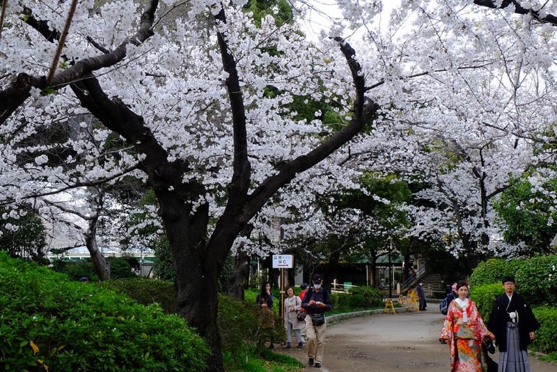 Sensoji Temple & Nakamise Shopping Street Half-day Walking & Street Food Tour - The Guide Makes the Difference