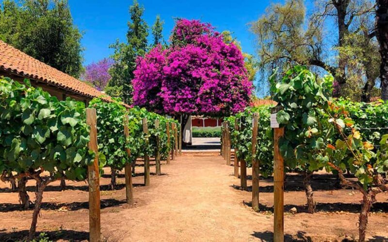 Sensory Journey: Visit to the Santa Rita vineyards - Key Points