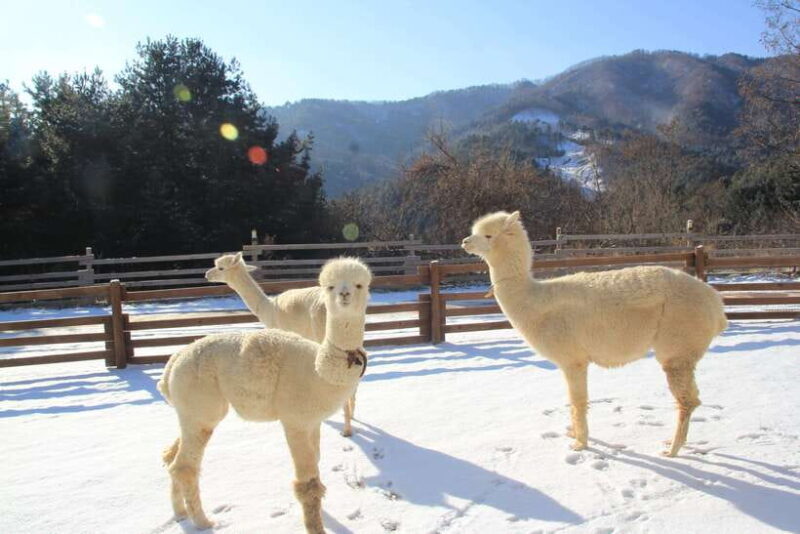 Seoul: Alpaca/Nami/Garden of Morning Calm Tour (+Rail Bike) - Exploring the Details: What You Can Expect from This Tour