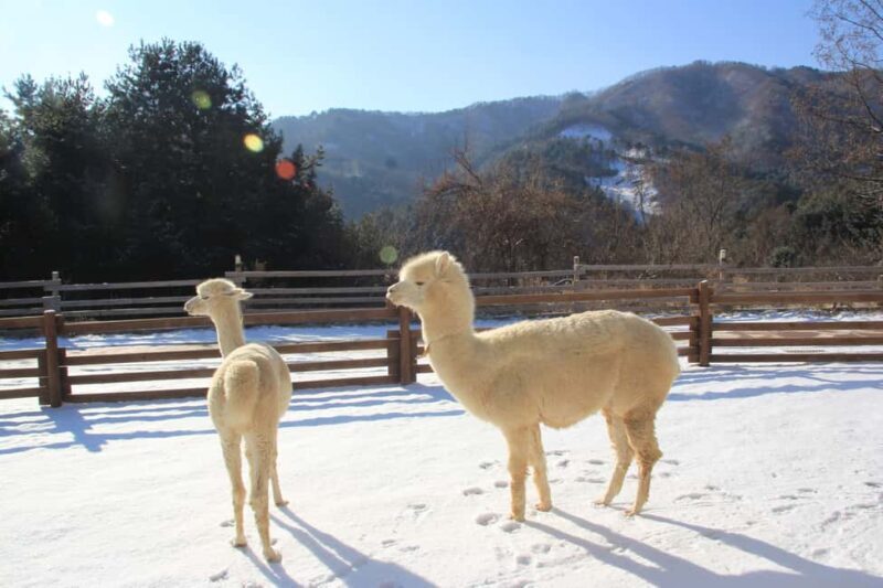 Seoul: Eobi Ice Valley, Alpaca World, Nami Island and More - Who Should Consider This Tour?