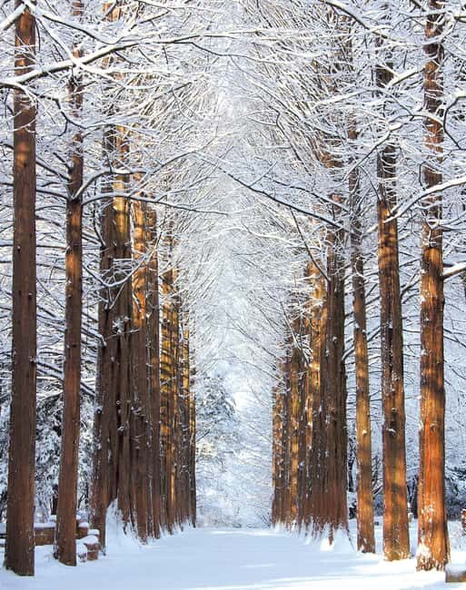 Seoul: Eobi Ice Valley, Alpaca World, Nami Island and More - FAQ