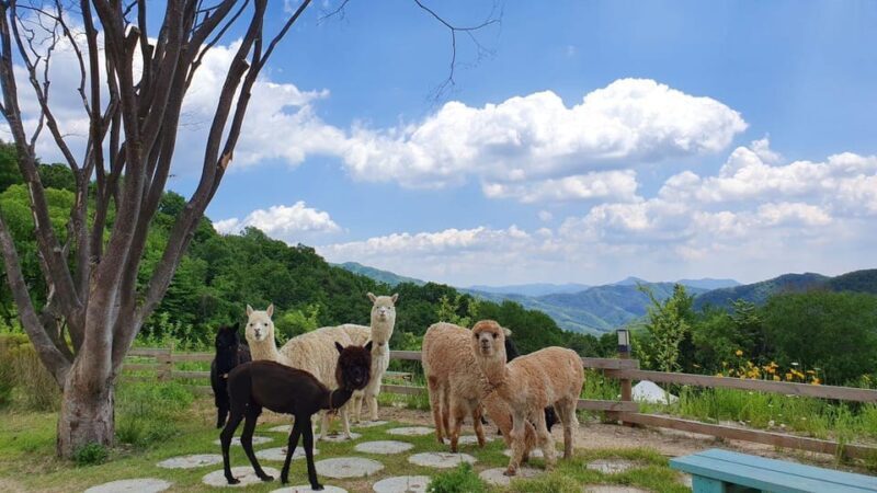 Seoul: Eobi+Nami+Hanbok(+RailBike or Strawberry Options)Tour - Final Thoughts: Is It Worth It?