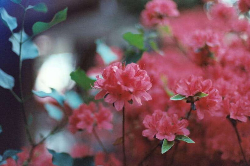 Seoul Film Camera Club - Authenticity and Unique Aspects