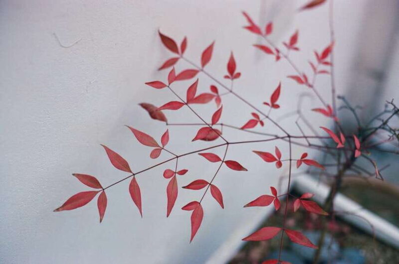 Seoul Film Camera Club - Final Thoughts