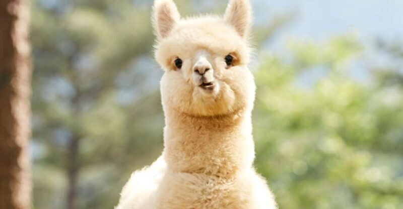 Seoul: Gangwon-do Day Trip with Alpaca World & Nami Island - Key Points