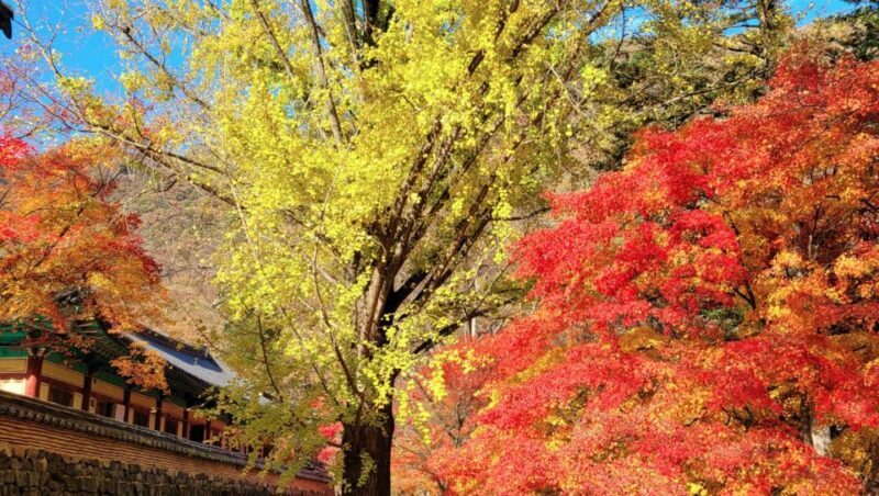 Seoul: Hwadamsup & Luge & Korea Folk Village One Day Tour - Key Points