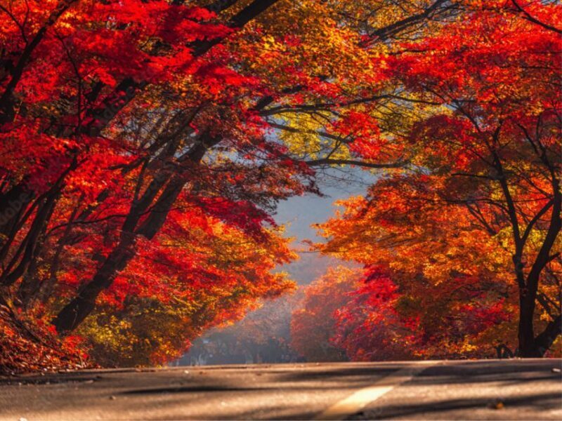 Seoul: Hwadamsup & Luge & Korea Folk Village One Day Tour - Who Should Consider This Tour?